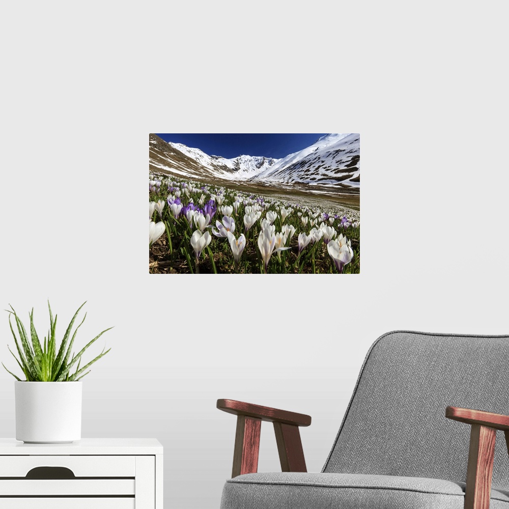 A modern room featuring Switzerland, Graubunden, Alps, Crocus blooming in Juf, Val d'Avers