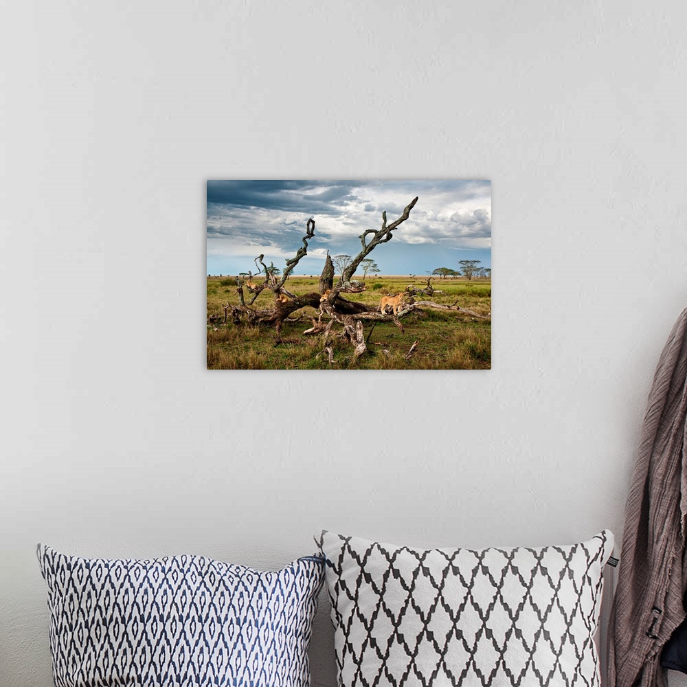 A bohemian room featuring Tanzania, Serengeti National Park, A lion Pride on a tree in the Serengeti near Seronera.
