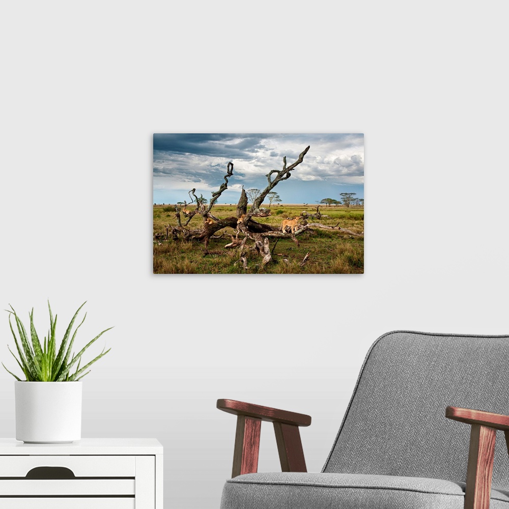 A modern room featuring Tanzania, Serengeti National Park, A lion Pride on a tree in the Serengeti near Seronera.