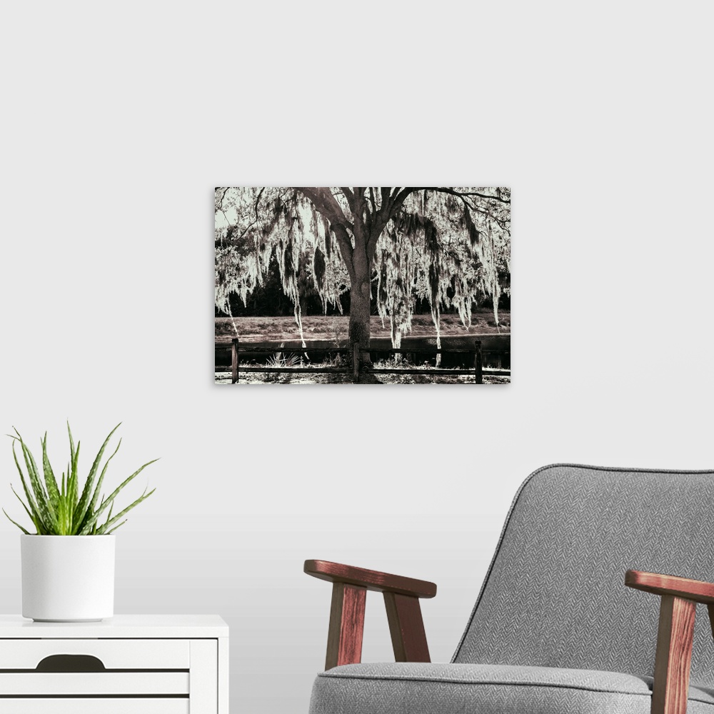 A modern room featuring Tree with Spanish Moss.