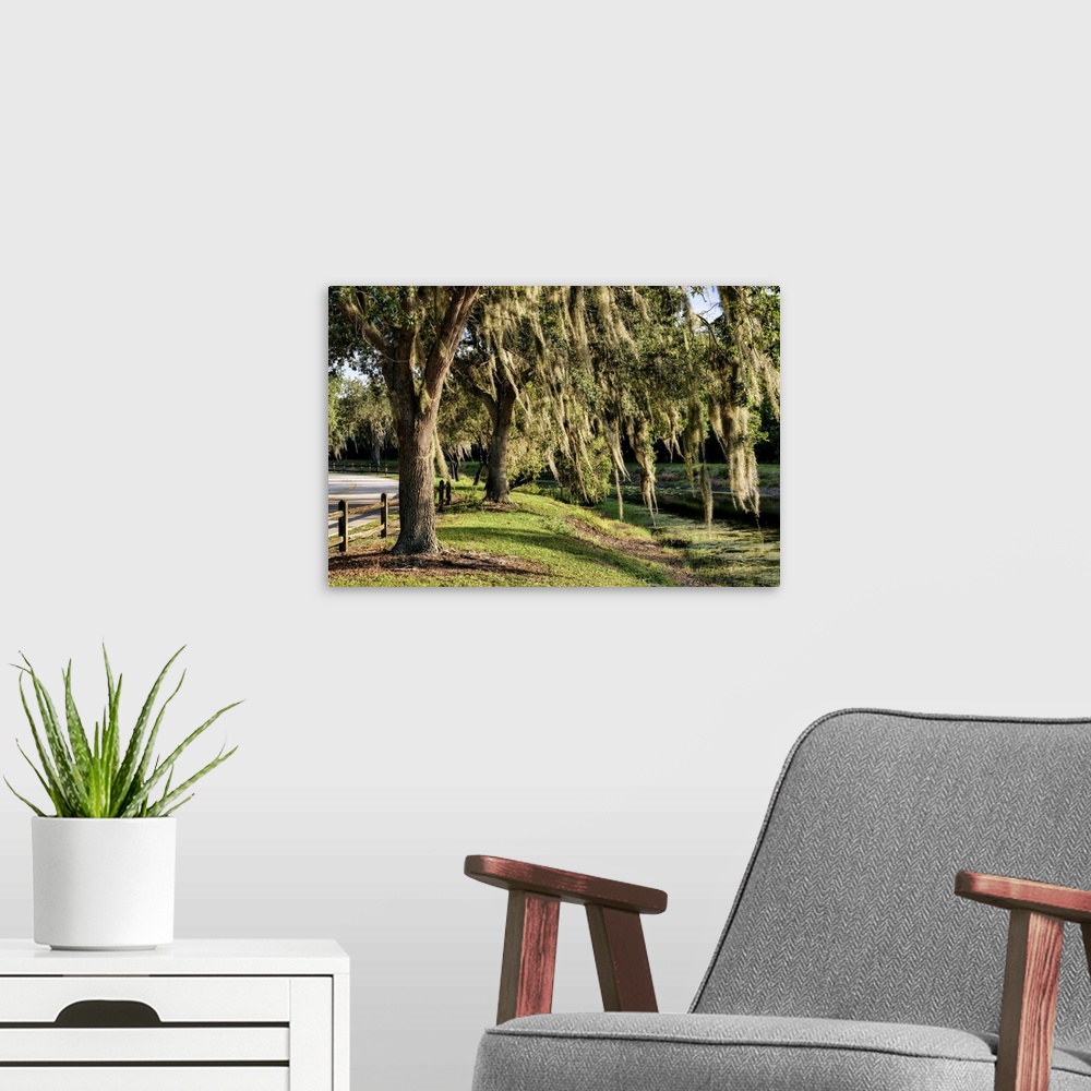 A modern room featuring Trees with Spanish Moss.