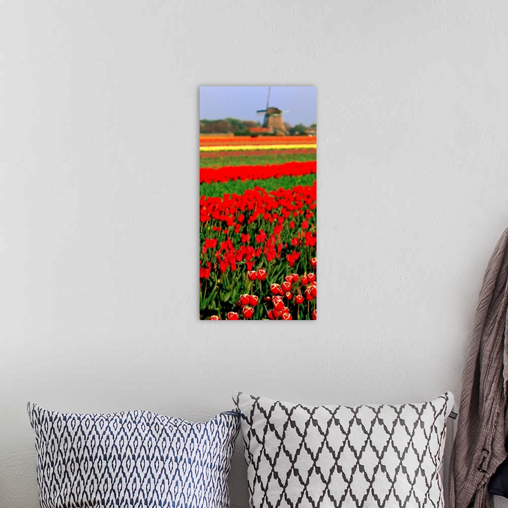 A bohemian room featuring Tulip field