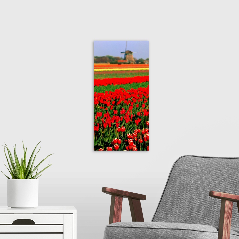 A modern room featuring Tulip field