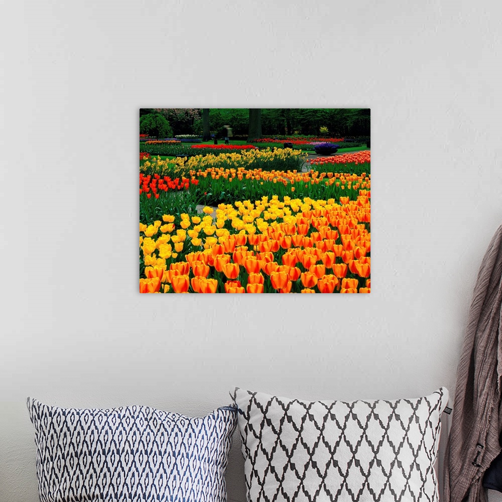 A bohemian room featuring Tulip field, Holland, Keukenhof