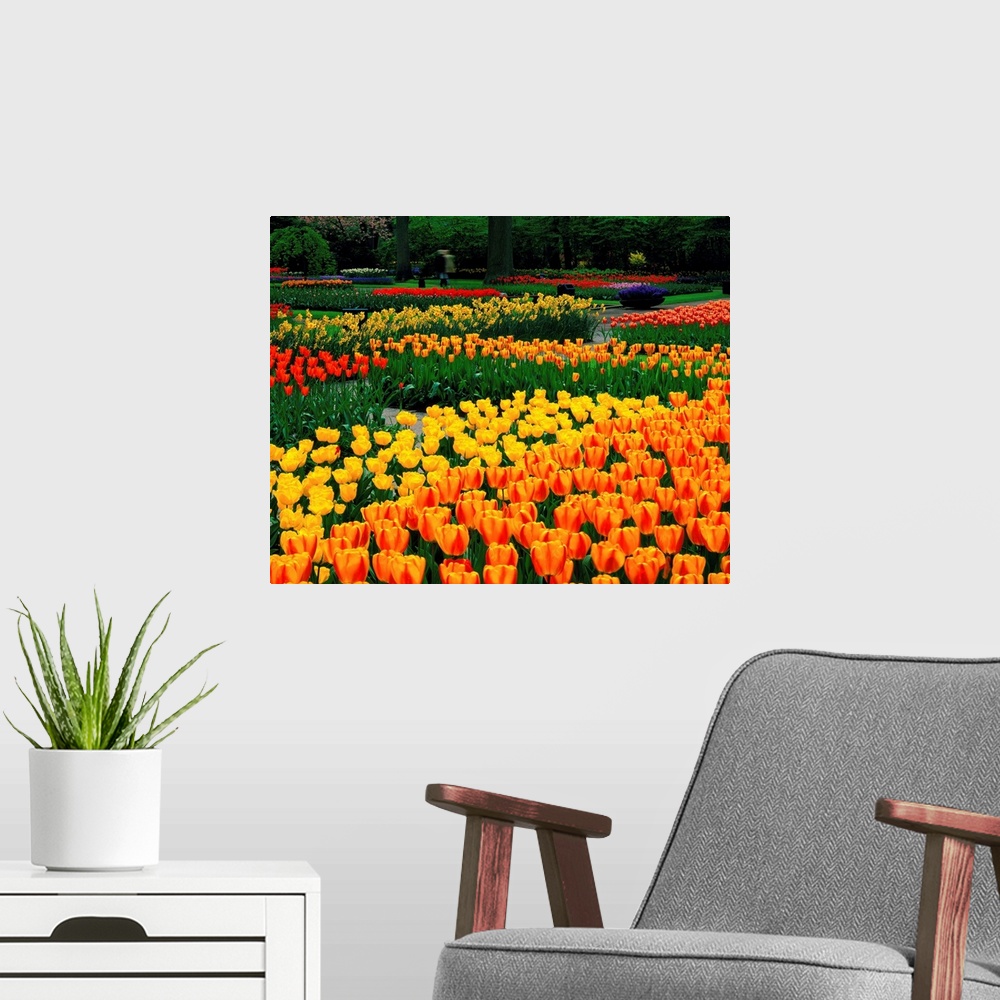 A modern room featuring Tulip field, Holland, Keukenhof