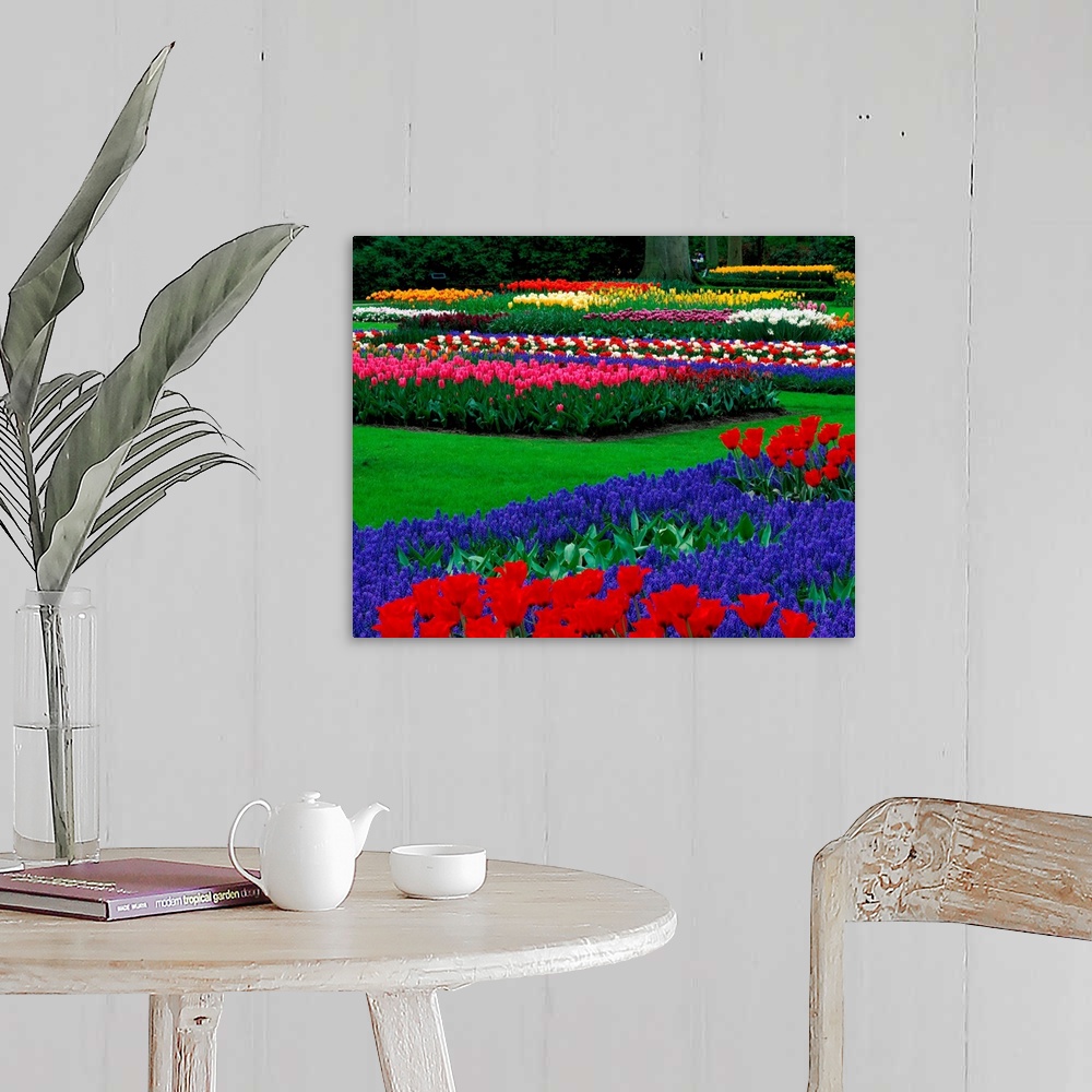 A farmhouse room featuring Tulip field, Keukenhof, Holland