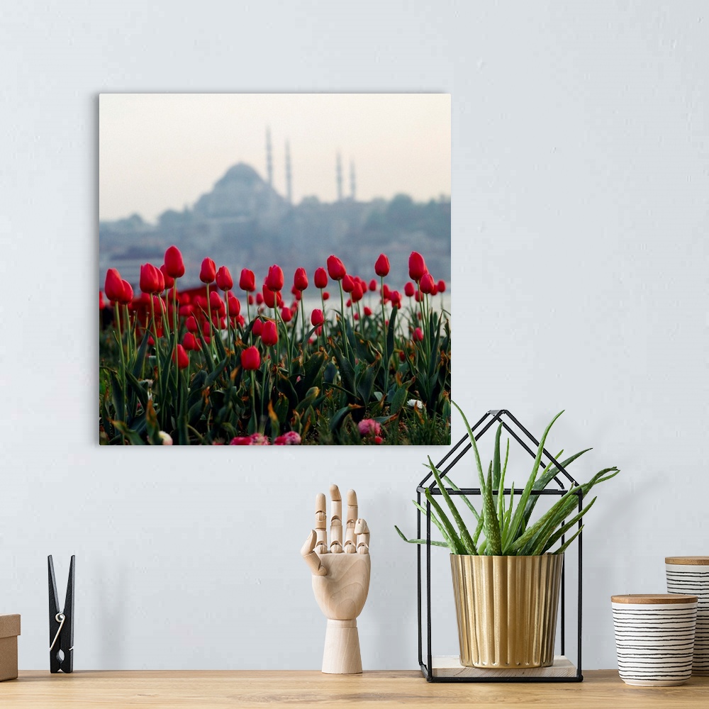 A bohemian room featuring Turkey, Istanbul, Tulips and Suleymaniye mosque in background