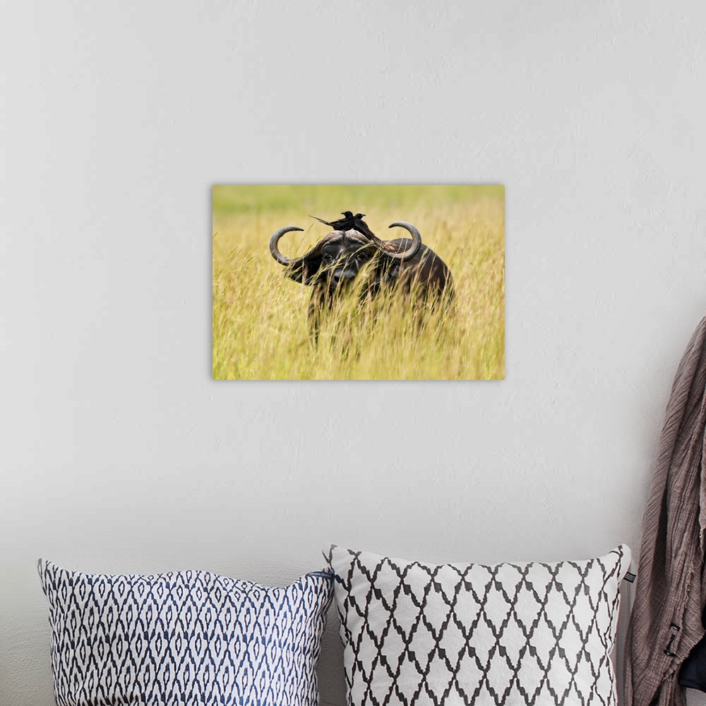 A bohemian room featuring Uganda, Western, Murchison Falls National Park, Murchison Falls, A buffalo in high grass, with tw...