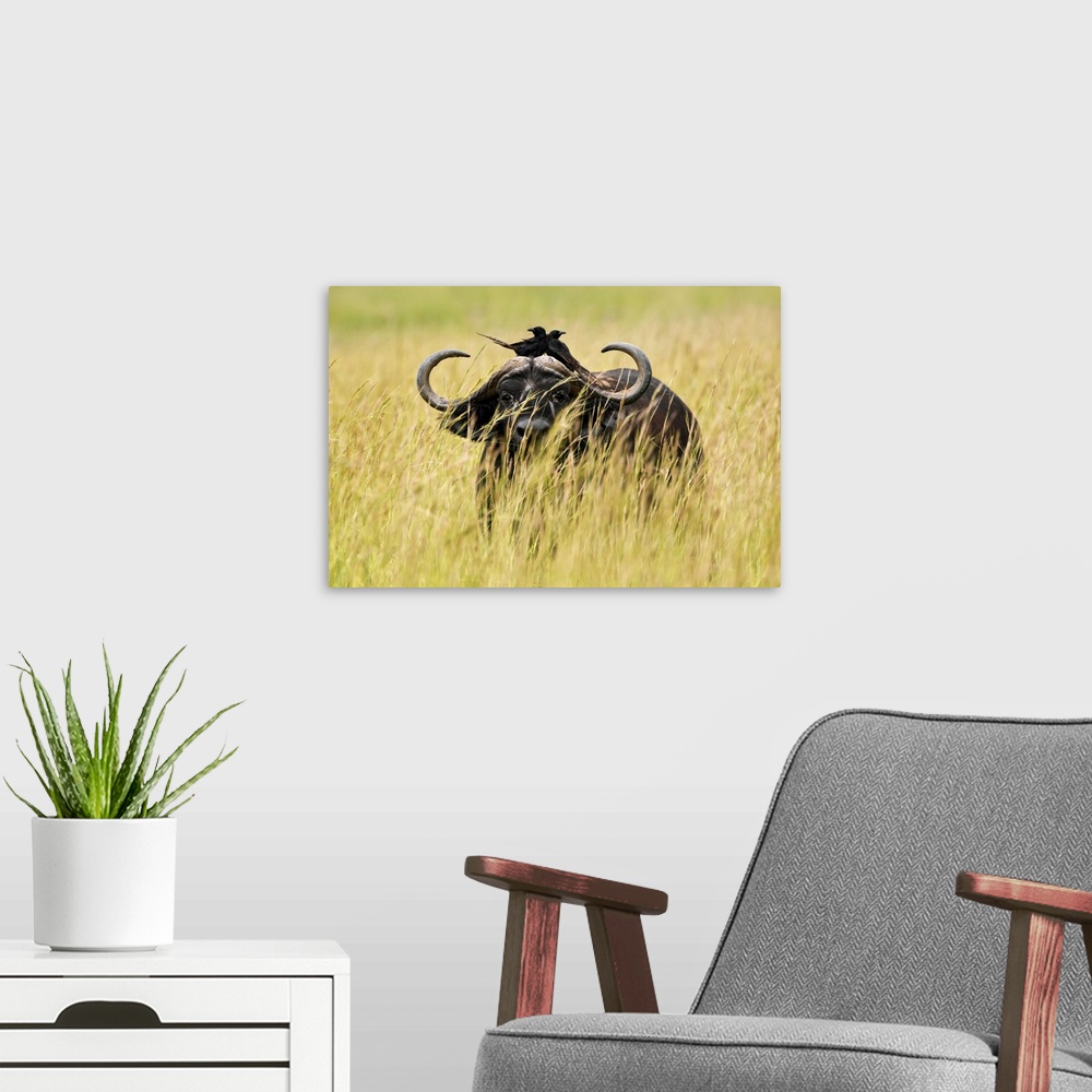 A modern room featuring Uganda, Western, Murchison Falls National Park, Murchison Falls, A buffalo in high grass, with tw...
