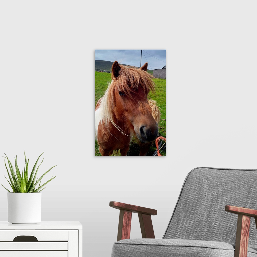 A modern room featuring UK, Scotland, Shetland Islands, Shetland Pony