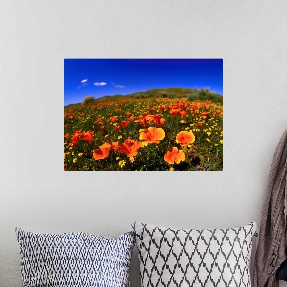 A bohemian room featuring United States, California, Red poppy field