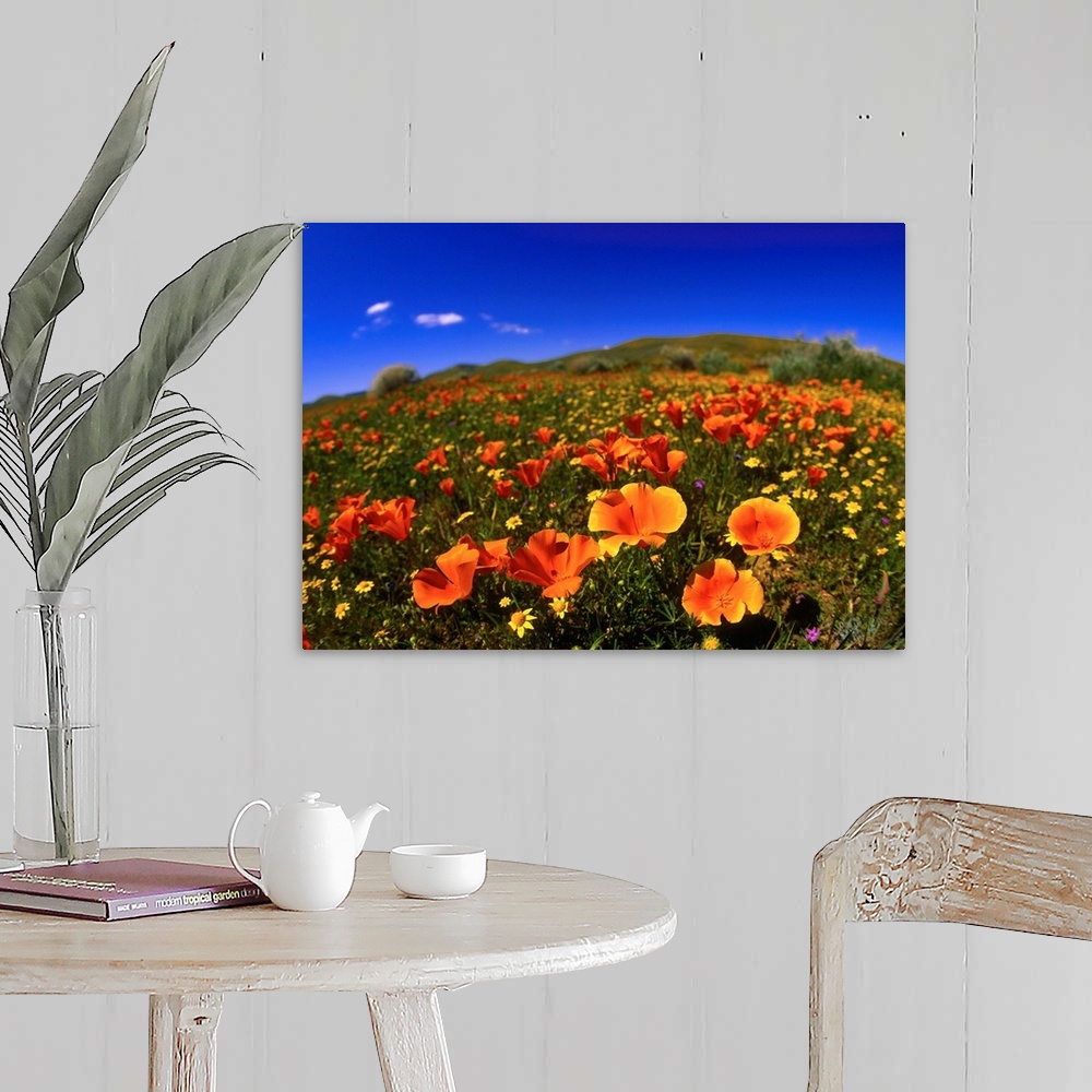 A farmhouse room featuring United States, California, Red poppy field
