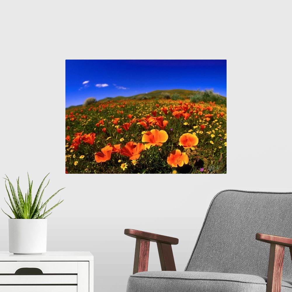 A modern room featuring United States, California, Red poppy field