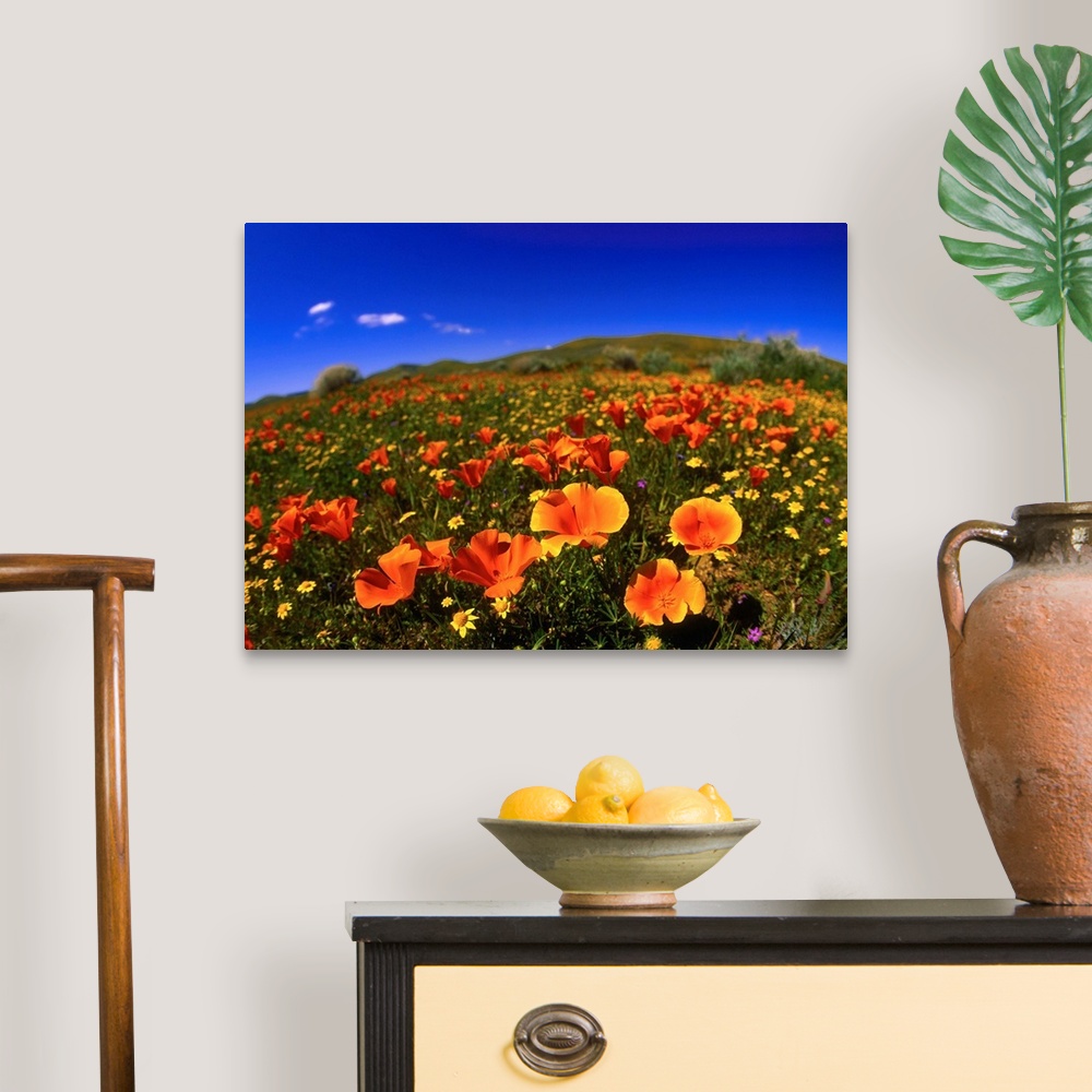 A traditional room featuring United States, California, Red poppy field