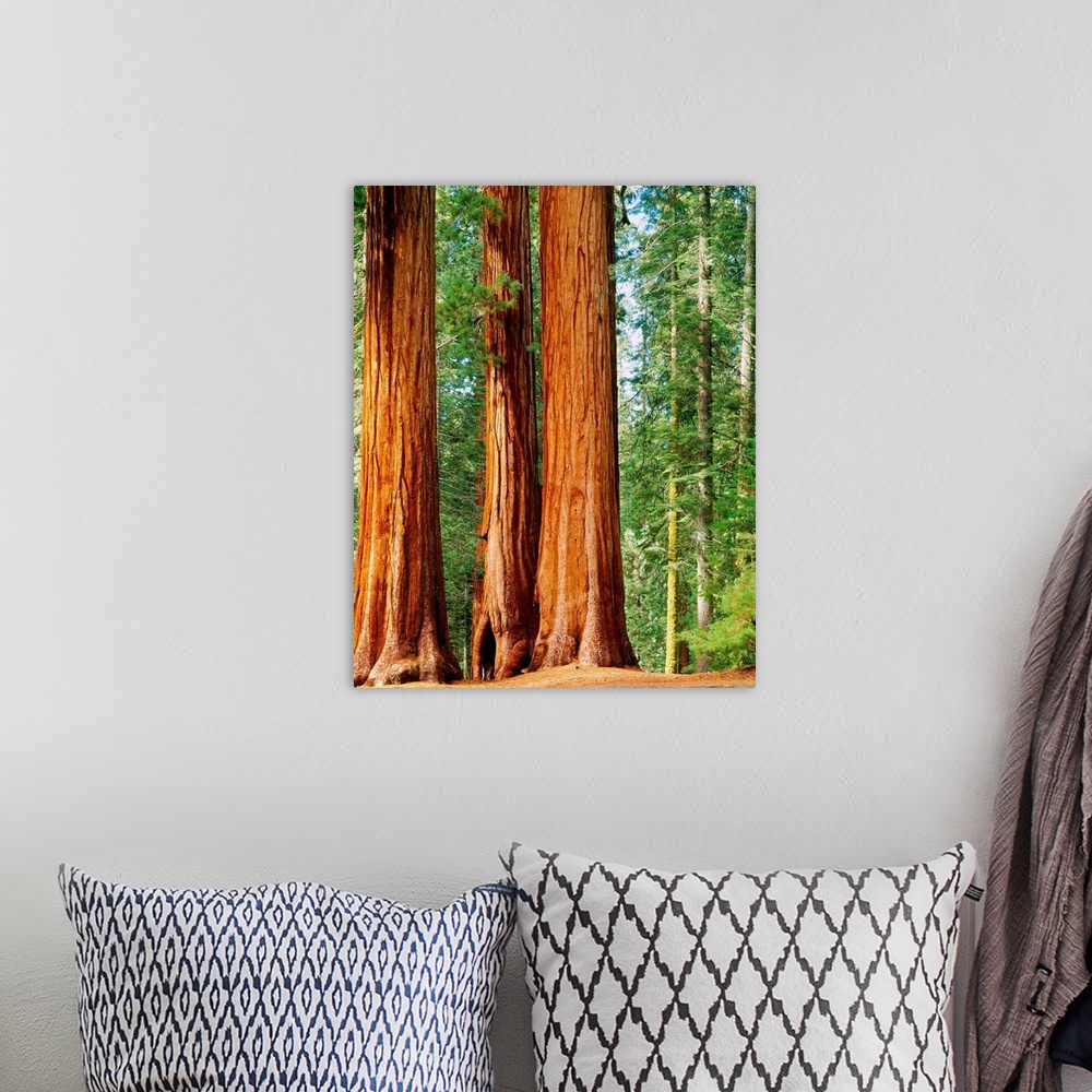 A bohemian room featuring United States, California, Sequoia National Park, Giant Forest
