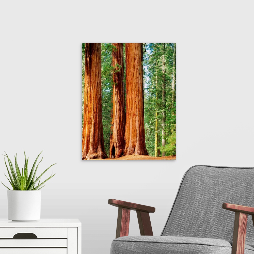 A modern room featuring United States, California, Sequoia National Park, Giant Forest