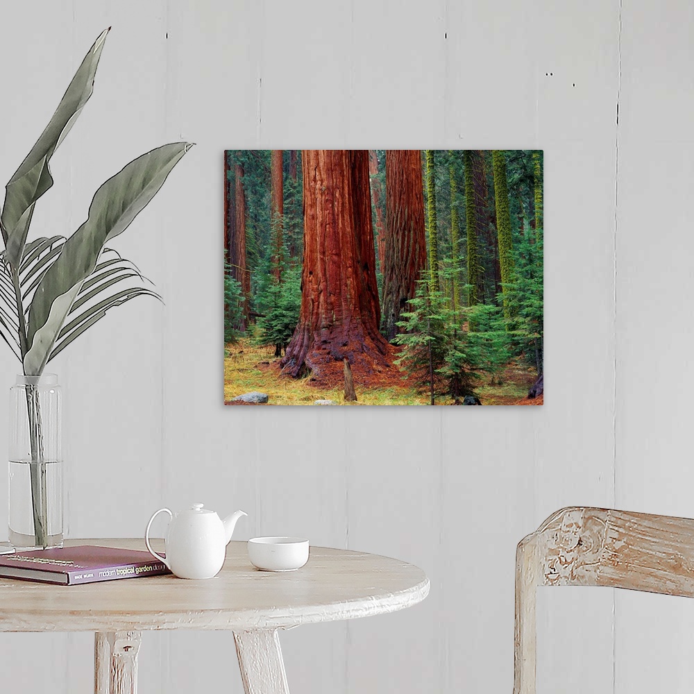 A farmhouse room featuring United States, California, Sequoia National Park, Giant Forest