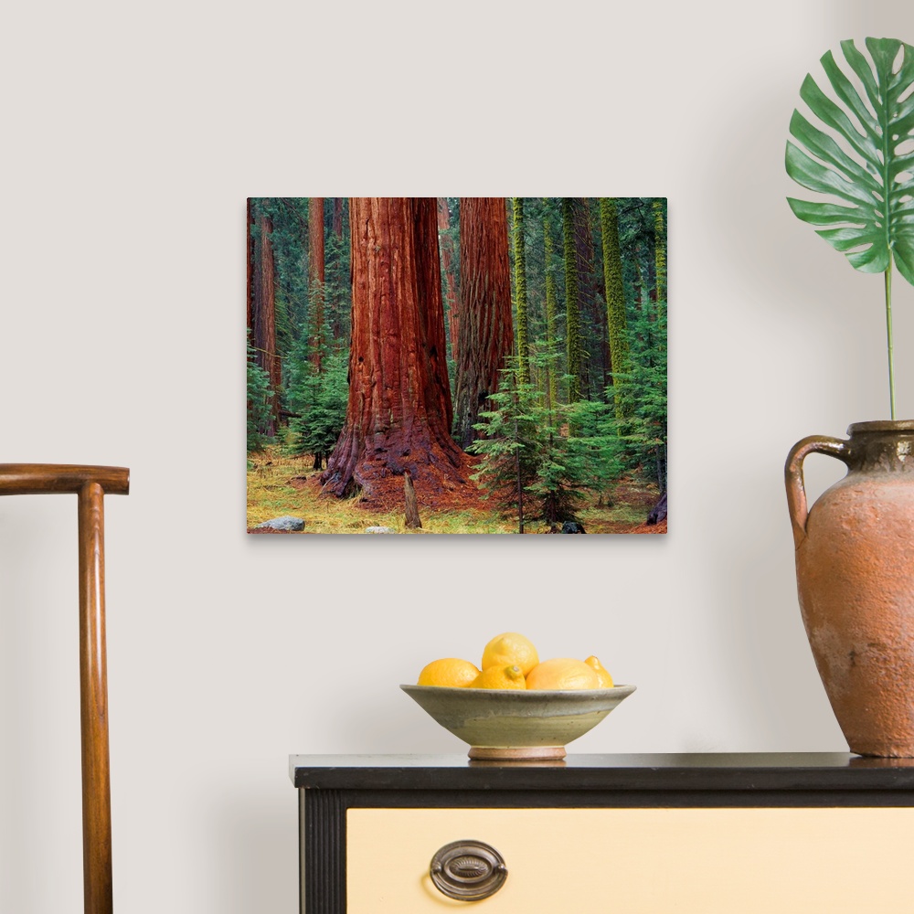 A traditional room featuring United States, California, Sequoia National Park, Giant Forest
