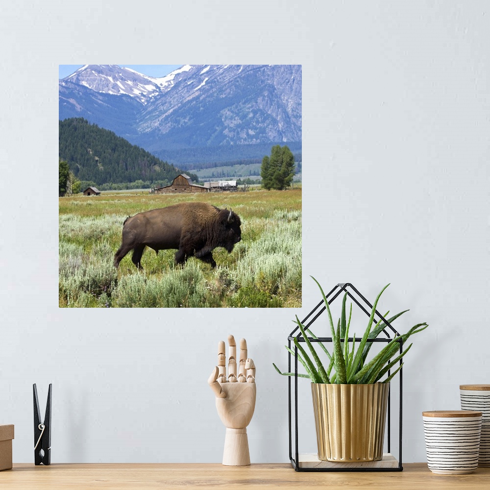 A bohemian room featuring United States, USA, Wyoming, Grand Teton National Park