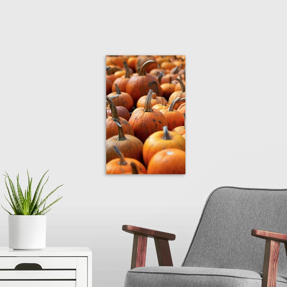 A modern room featuring Usa.Vermont.Pumpkins.