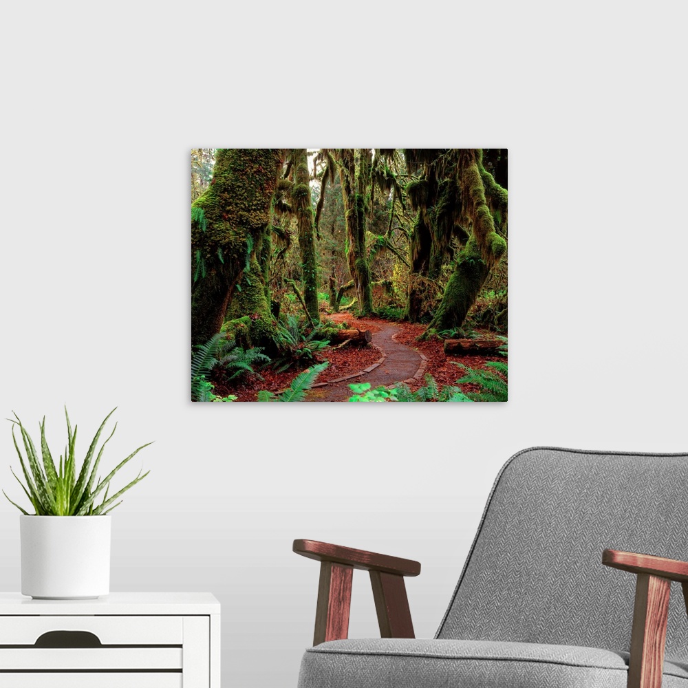 A modern room featuring United States, Washington State, Olympic National Park, rainforest