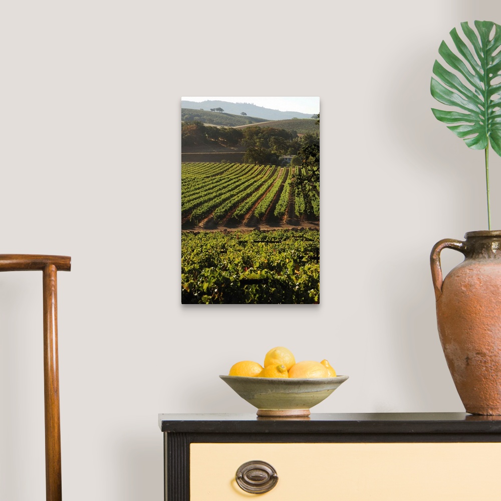 A traditional room featuring USA, California, Sonoma, Vineyard