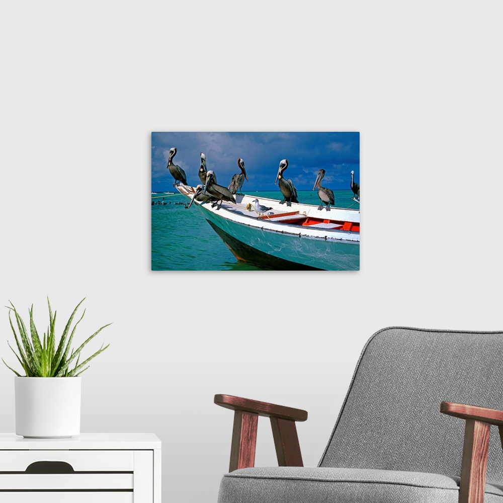 A modern room featuring Venezuela, Los Roques, Los Roques National Park, Gran Roque island, pelicans