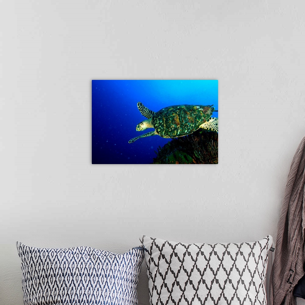 A bohemian room featuring Venezuela, Los Roques National Park, Hawksbill sea turtle