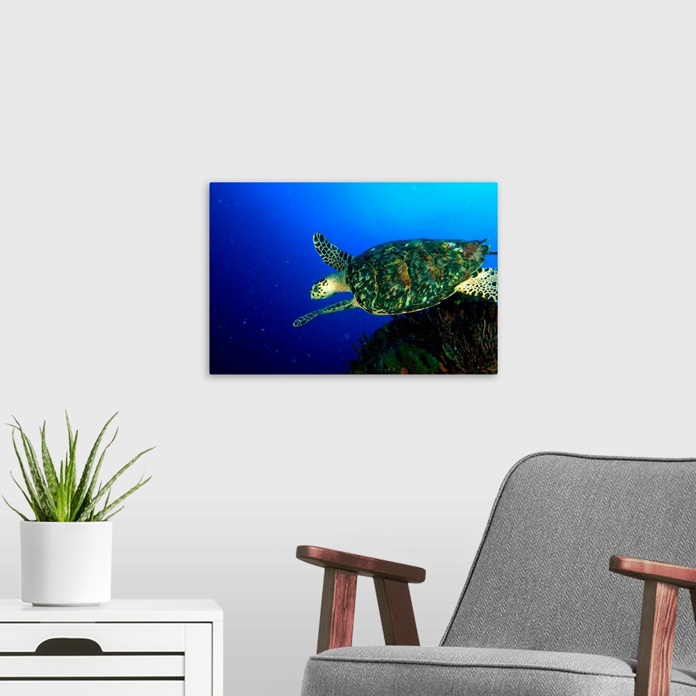 A modern room featuring Venezuela, Los Roques National Park, Hawksbill sea turtle