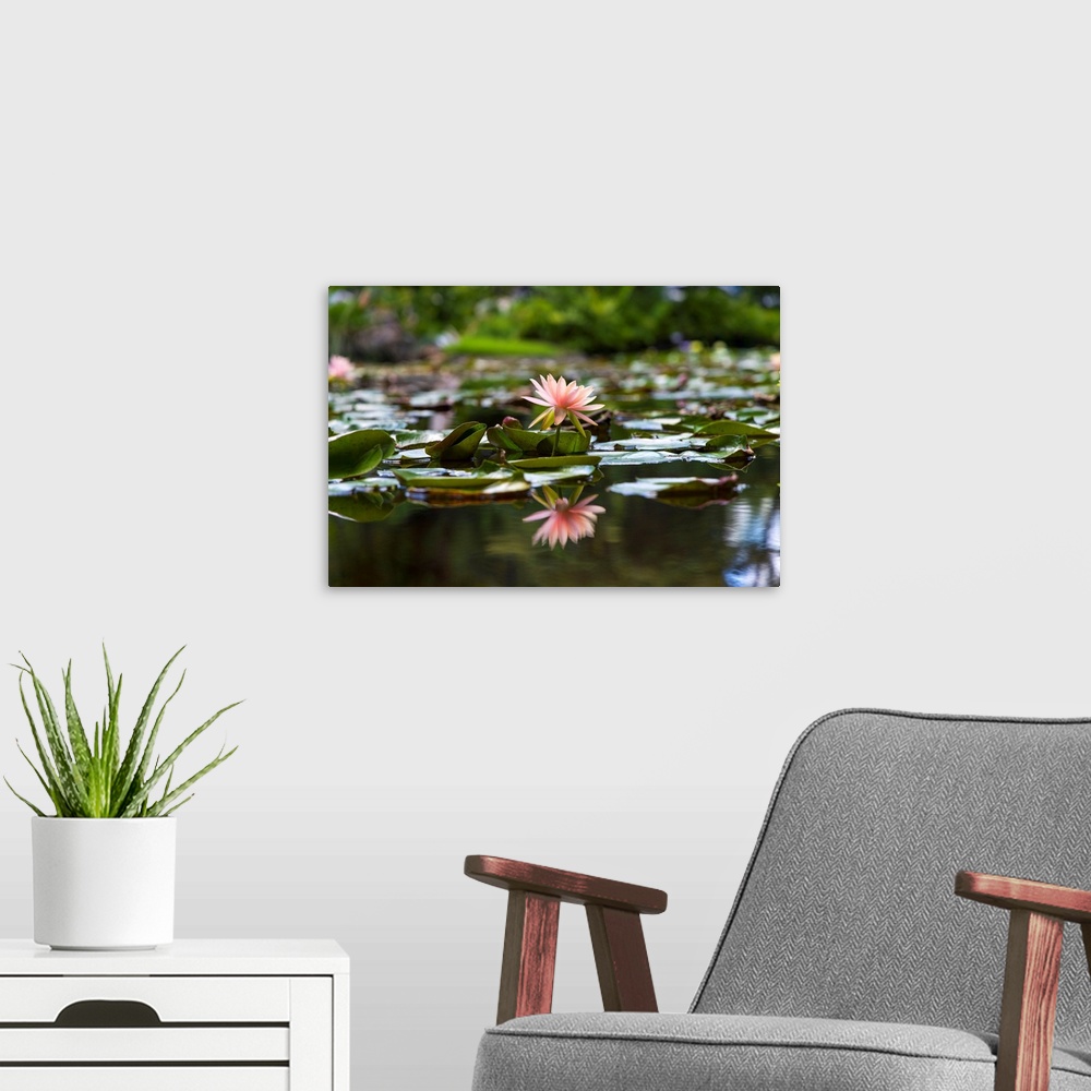A modern room featuring Water Lily.