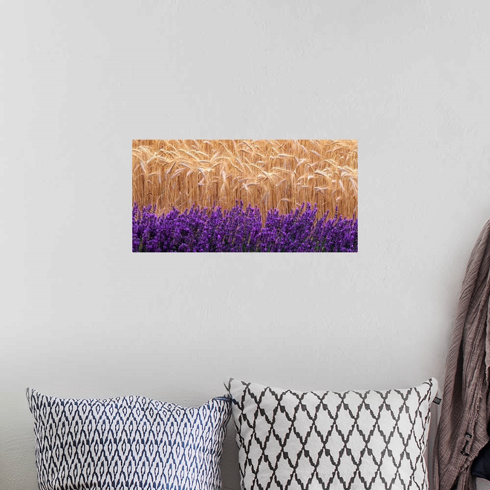 A bohemian room featuring Wheat and lavender, Field of wheat and lavender