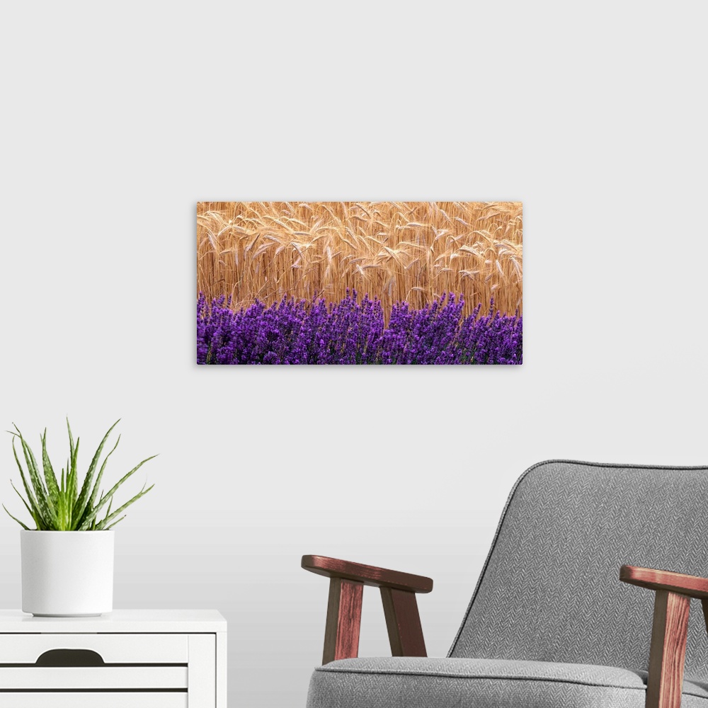 A modern room featuring Wheat and lavender, Field of wheat and lavender