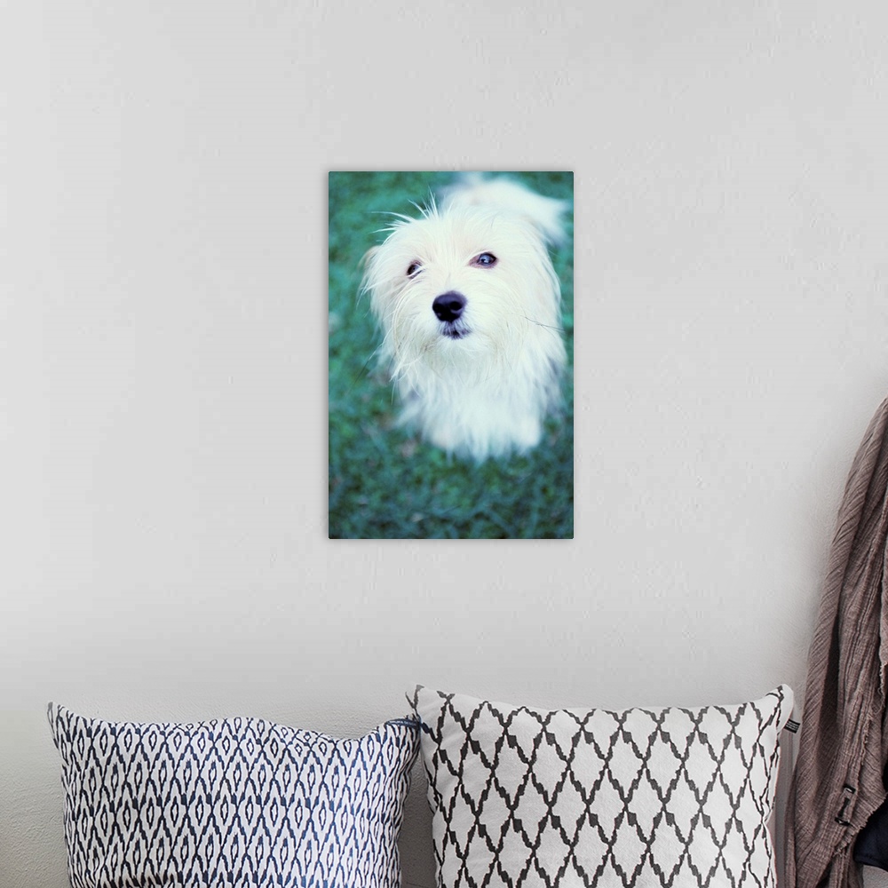 A bohemian room featuring White dog