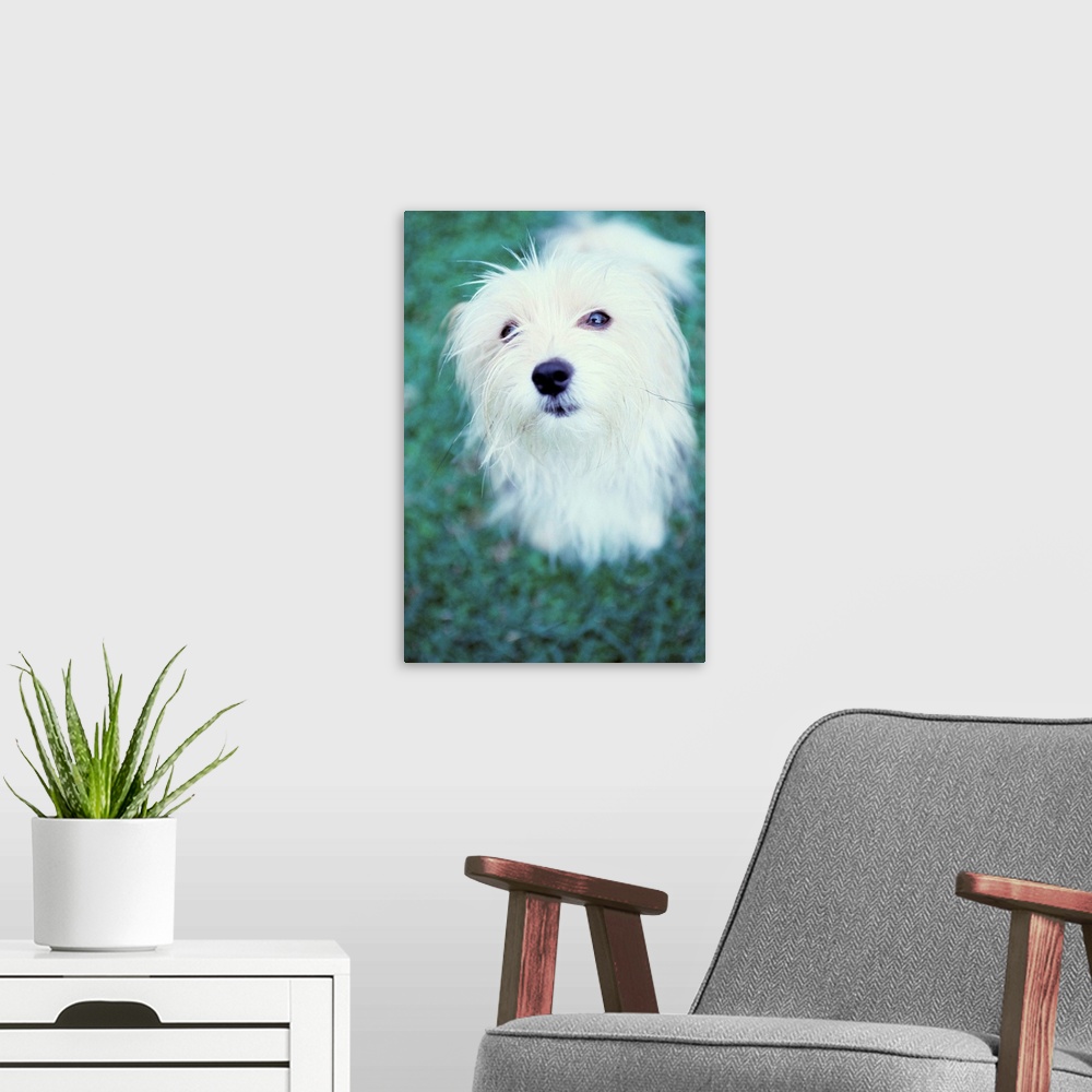 A modern room featuring White dog