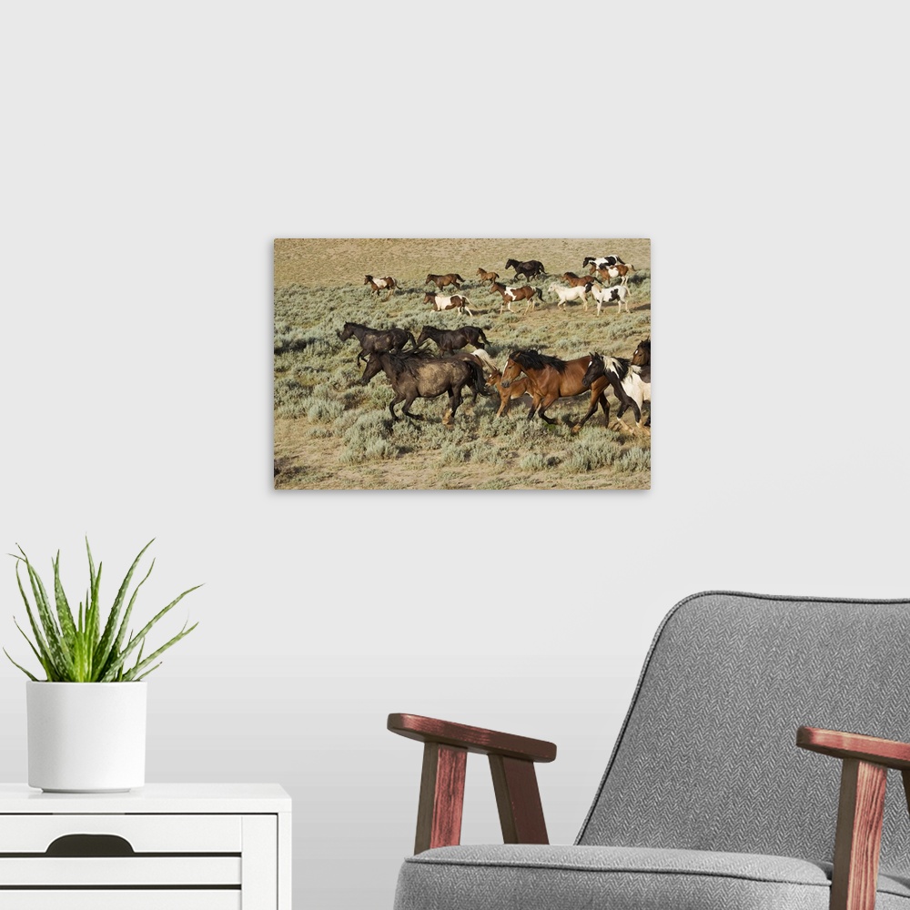 A modern room featuring Wyoming, Cody, Wild mustangs in the McCullough Peaks