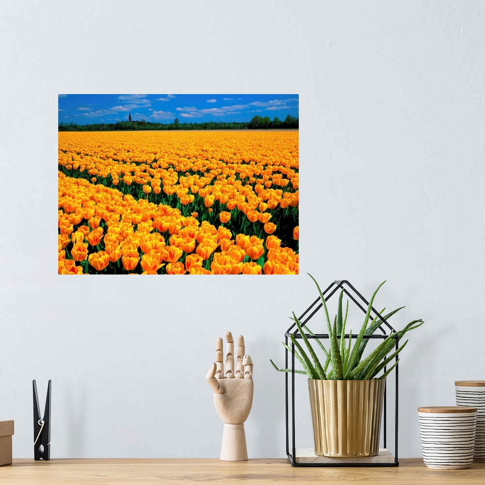 A bohemian room featuring Yellow tulip field