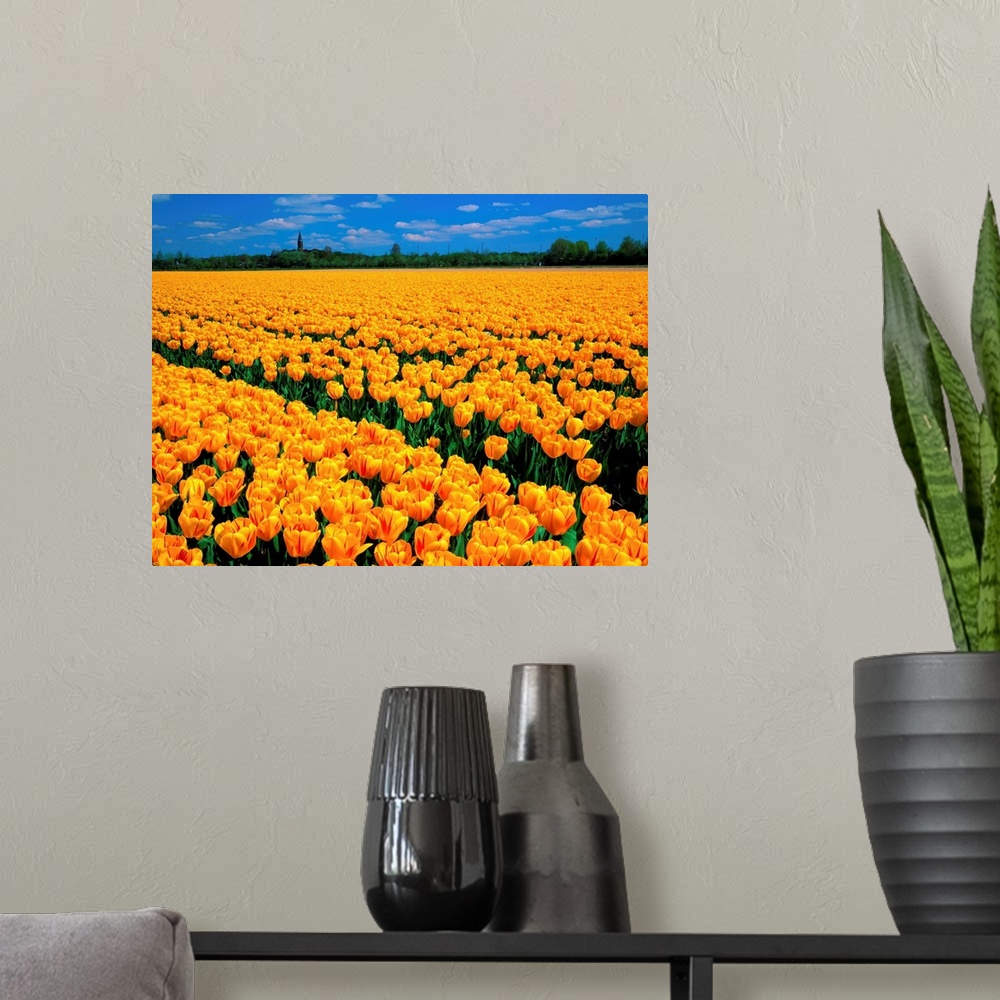 A modern room featuring Yellow tulip field