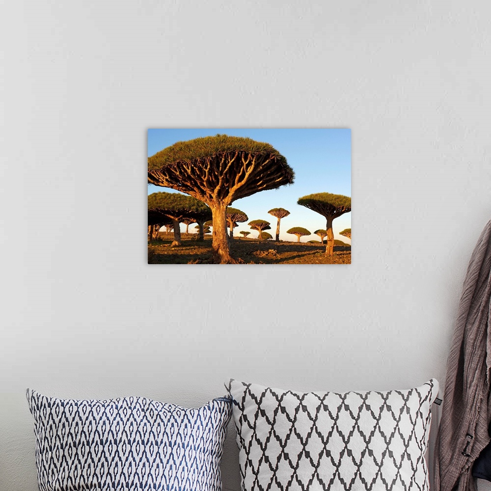 A bohemian room featuring Yemen, South Yemen, Socotra, Dragon tree, Dracaena Cinnabari