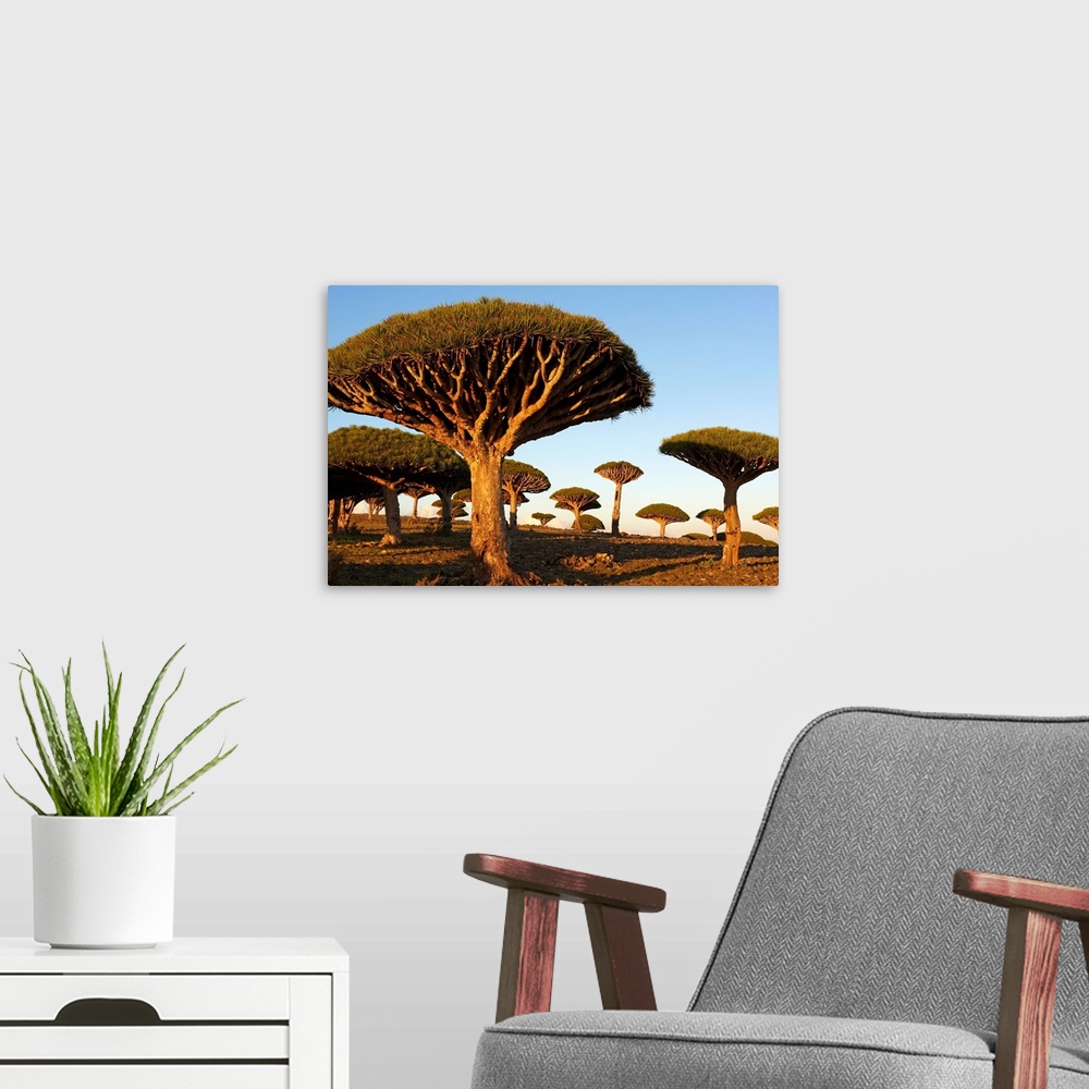 A modern room featuring Yemen, South Yemen, Socotra, Dragon tree, Dracaena Cinnabari