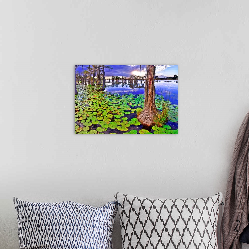 A bohemian room featuring A cypress tree at sunset among green lily pads in a cypress swamp. A marshy green landscape with ...