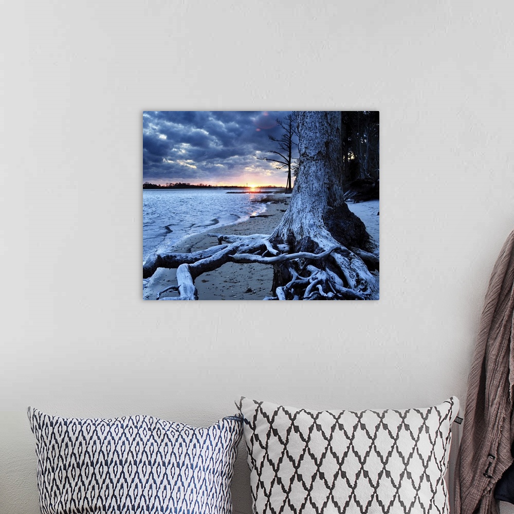A bohemian room featuring Very cold and winter looking with the dark blue sunset over a Florida lake. The trees roots reach...