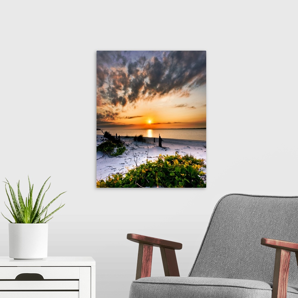 A modern room featuring A wild grape vine grows along the beach before a dark orange sunset over the beach. Landscape tak...