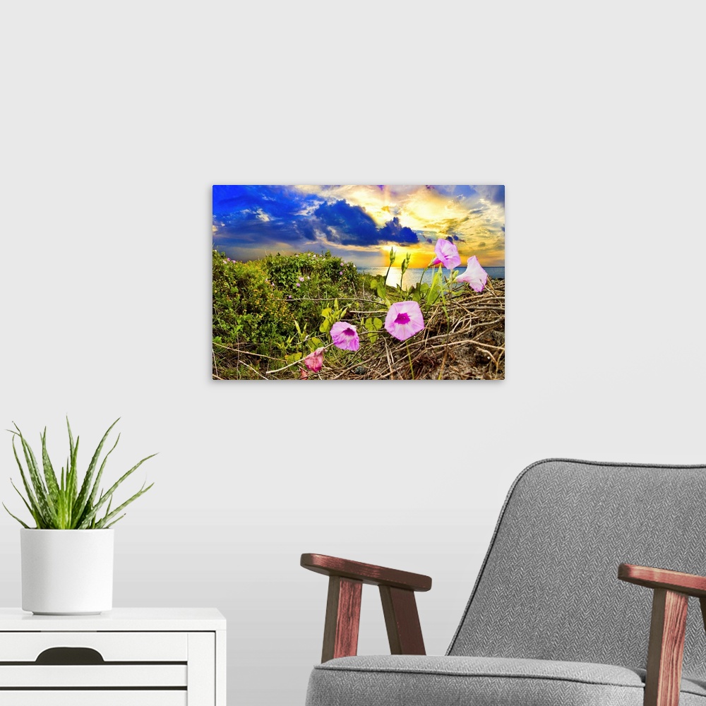 A modern room featuring Purple morning glory in this wildflower landscape at sunrise.