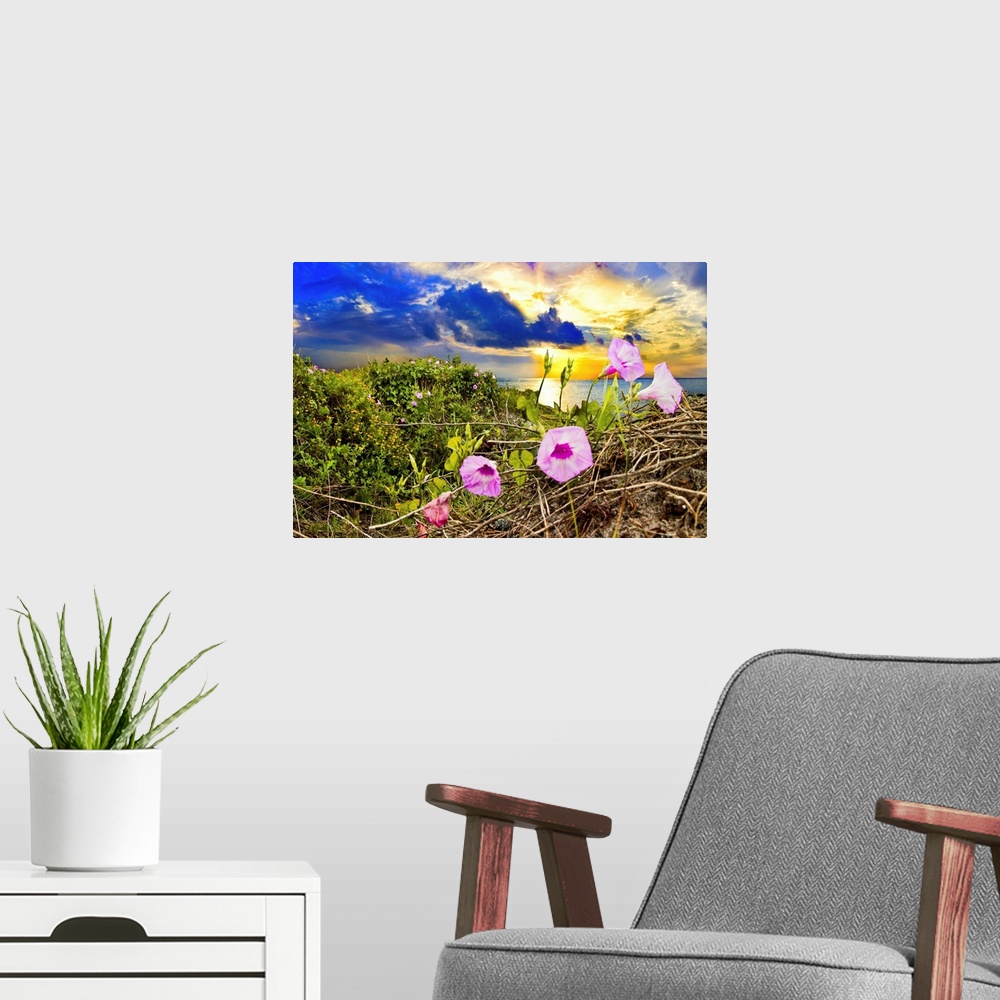 A modern room featuring Purple morning glory in this wildflower landscape at sunrise.