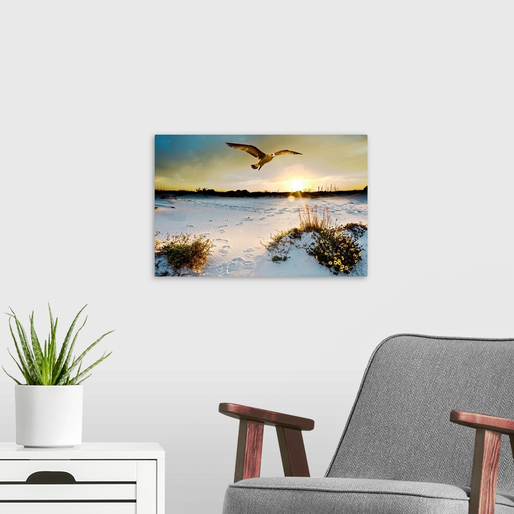 A modern room featuring A sea hawk soars before the sunset. The yellow flowers are called beach sun flowers. Landscape ta...