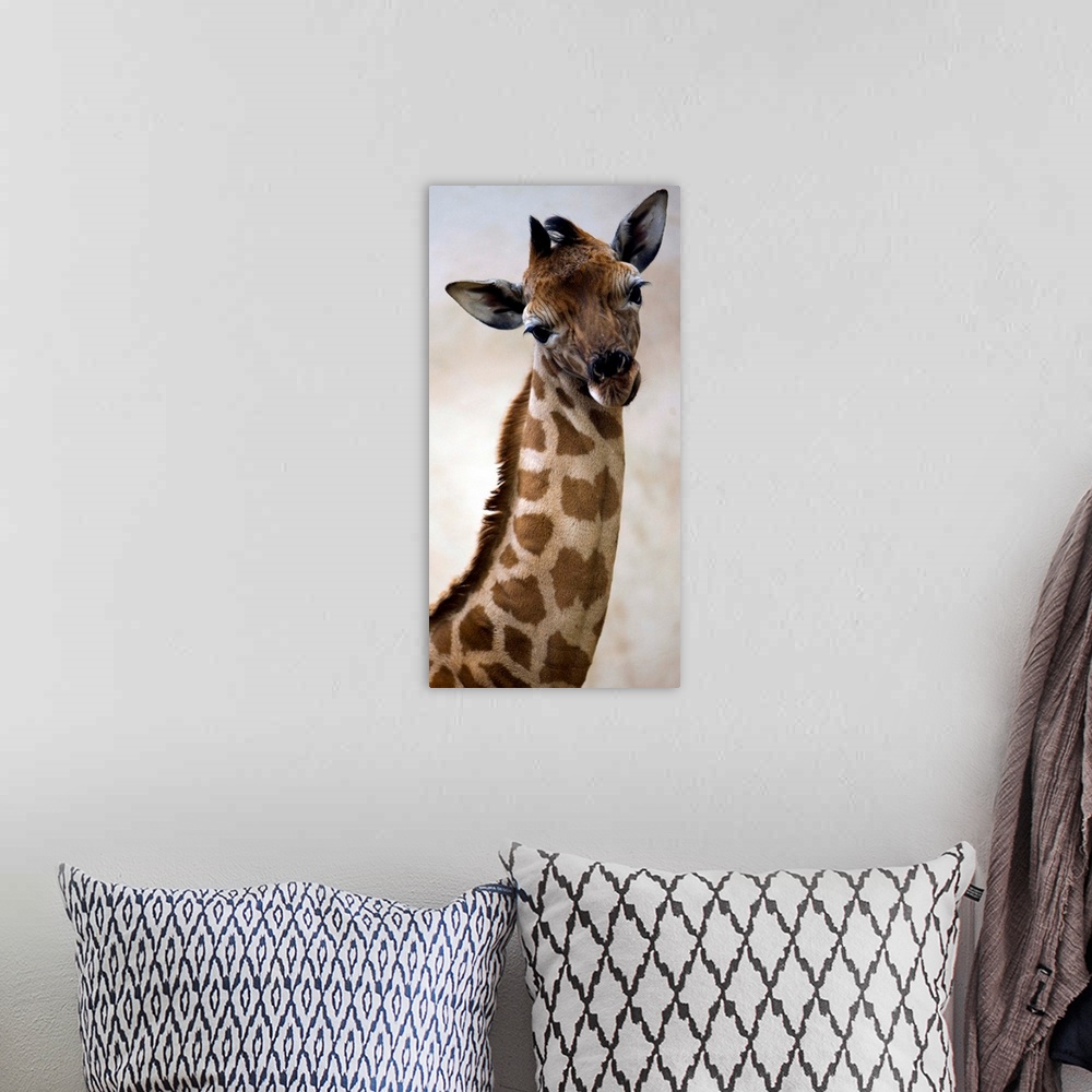 A bohemian room featuring A Baby Giraffe