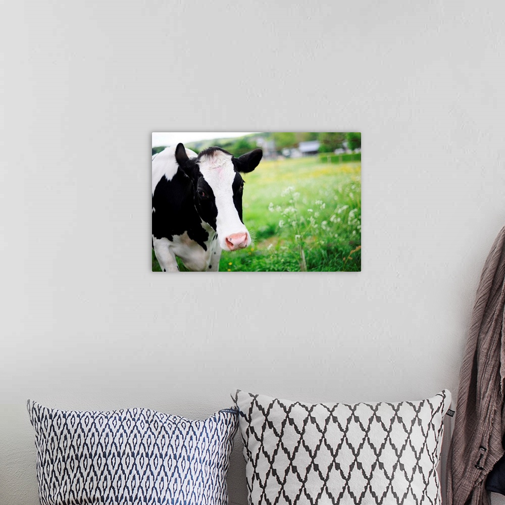 A bohemian room featuring A Cow In Field