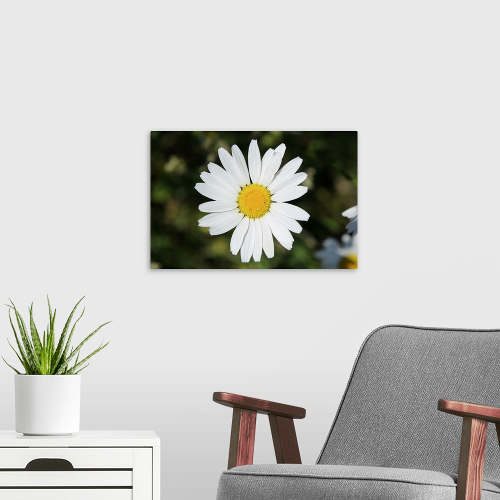 A modern room featuring A Daisy Blossom