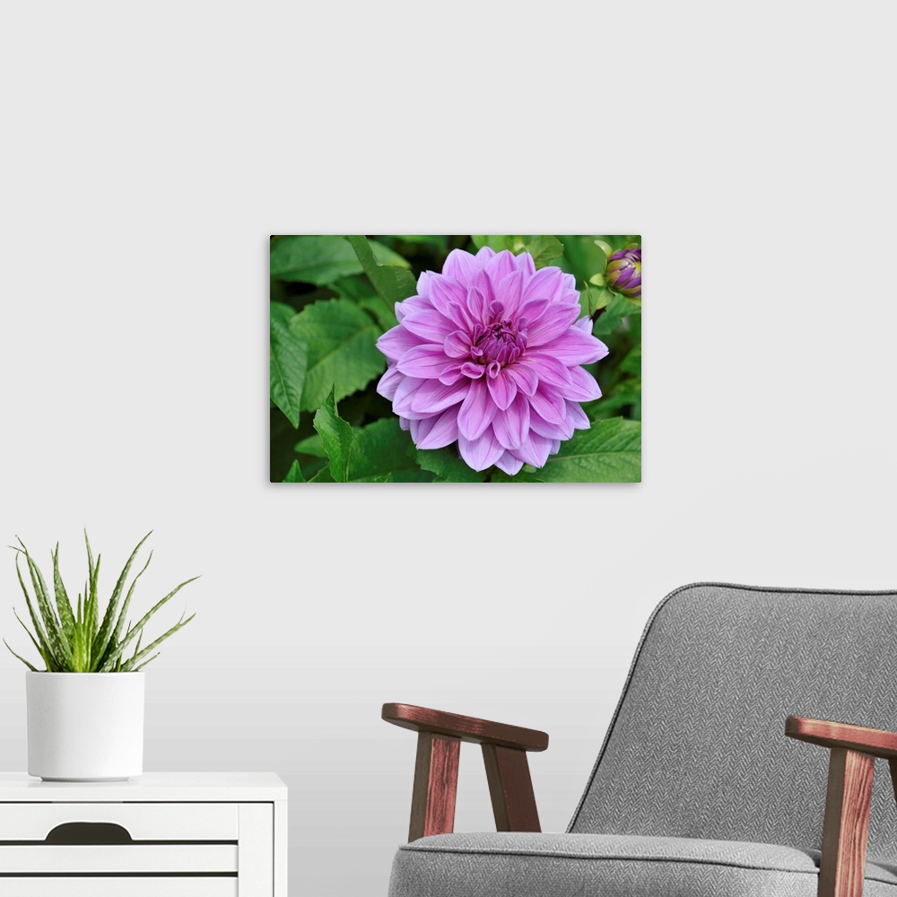 A modern room featuring A Decorative Dahlia In Bloom At Botanical Garden