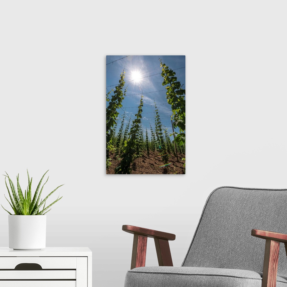 A modern room featuring A Field Of Hops Plants In Lower Bavaria, Germany